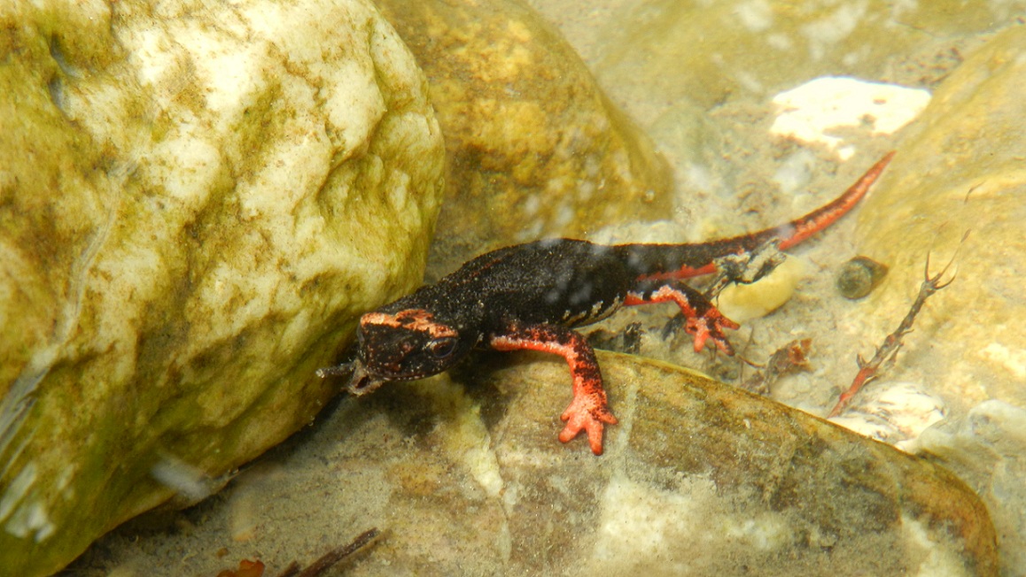 Salamandrine Molisane
